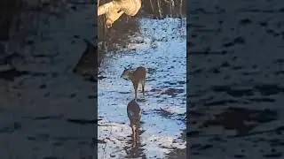 Deer Hunting #jesus #deerhunt #hunting