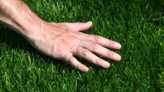 What Kind of Grass Do I Have?