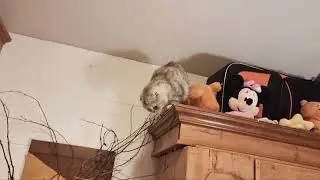 Chloe the cat is happy that the owner came home from work