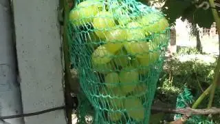 Защита винограда от ос
