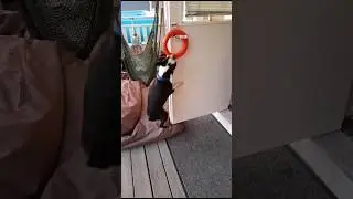 Джоджо пытается стащить кольцо) 🤣🤣🤣