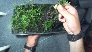 The result of rooting thuya on the windowsill is 100%!!!