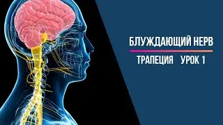 Блуждающий нерв. Компрессия
