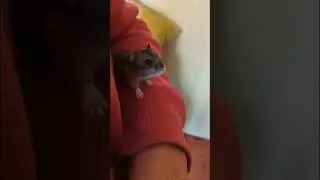 Cute Hamster my Little Pet