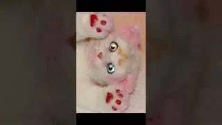 ГЕТЕРОХРОМНЫЕ КОТЯТА-РОЗОВОХВОСТИКИ🐾