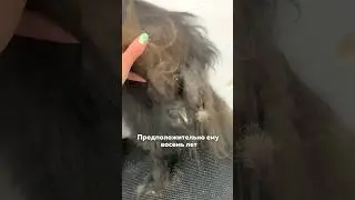 Из уличного в домашнего любимца❤️ 