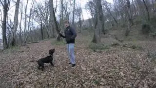 супер  игра для собак 