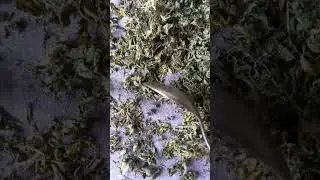 Kasuri methi at home 🏡 #shorts #youtubeshorts #ebenezertutorials