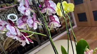 А у меня новинки! 😊🌸🌼
