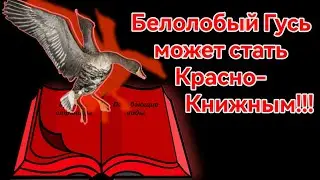 Белолобый гусь может стать Красно-книжным !