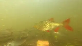 Рыбы Кожуховского затона в Москве. Южный берег у Острова Мечты. Fishwatching. Фишвотчинг.