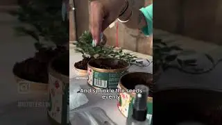 From Farm to Table: Kitsters DIY Basil Grow Kit for Fresh Flavors | Homegrown Herbs | Fresh Flavors