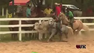 CAVALO TAMANHO DE UM PÔNEI DANDO SHOW NAS PISTAS DE VAQUEJADA