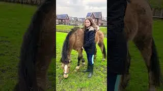 ❤️@Emily-leo-barrel-racing(dit is een van mijn verzorgpony’s het is niet mijn paard)