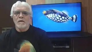 Мальки карпа Кои