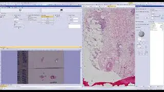 Performance comparison (Olympus) - 7/10 #olympus #microscope #fluorescence