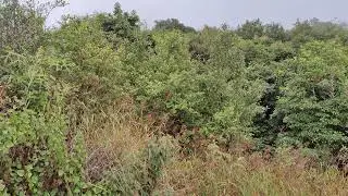 🐦️ Trying to get the birds at Doi Inthanon on film 🐦️