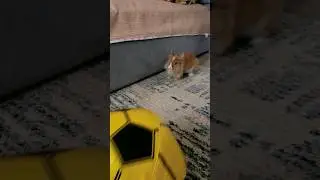 Rabbit loves to play football😃