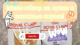Мини-обзор на сухие и влажные корма! #обзор #котики #собачки #чихуахуа #ася #дарвин #пухлыйкотик