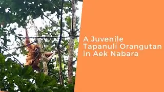 Preventing Conflict with a Juvenile Tapanuli Orangutan in Aek Nabara, Batang Toru Ecosystem, Sumatra