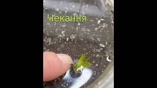 #україномовнийютуб #garden #gardenflowers #дача  кожна квітка повинна прорости через бруд