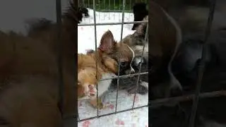 Chihuahua - machos e fêmeas disponíveis informações envie uma mensagem pelo whatsapp 54 997046375📱