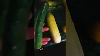 Cucumbers will cross breed with anything