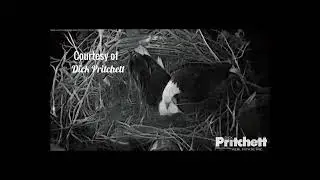 SWFL  🦅  Sweet Moment (Dick Pritchett Real Estate)