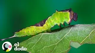 Caterpillar has a wonderful transformation | The Dodo