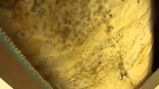 Back to the Roots Mushroom Kit - Day 8