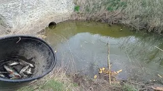 Окуні біля ставка.