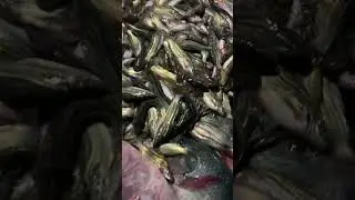 দেশী জাতের ট্যাংরা মাছ হলেও এগুলো চাষ করা। খাইতে সেই টেষ্ট আর লাগে না। #fish #localfish  #tangrafish