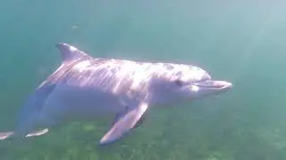 dolphins are sexual predators