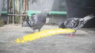 একটু wedding style এ video #edit করে try করলাম। #Pigeon || Ripto raihan