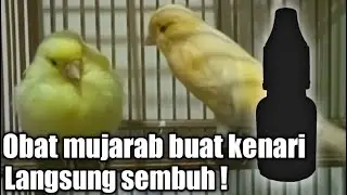 Obat kenari MUJARAB, 7 hari lngsung Fit
