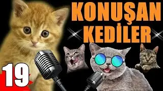 Pisicik TV - Konuşan Kediler 19 - En Komik Kedi Videoları!