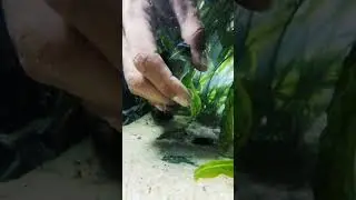 Щука мало подвижна, минимум движения .⚠️На улице +30⚠️ #aquarium #fishing #аквариум #щука #pike