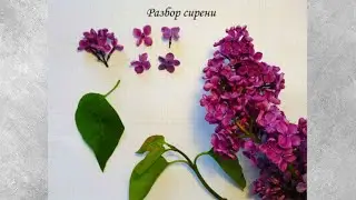 Разбор сирени