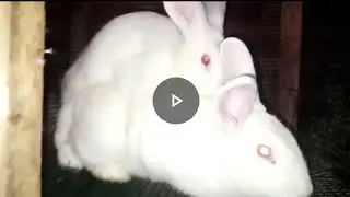 Successful rabbit mating. Rabbit breeding season