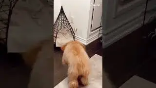 Adorable Puppy's First Christmas