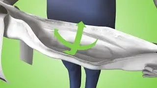 TENA Flex richtig anlegen (stehend)