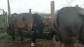 Выскочил жеребец к кобыле