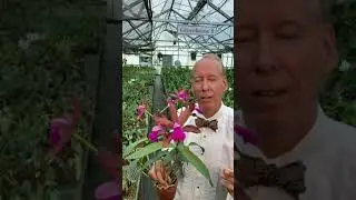 Cattleya Bicolor