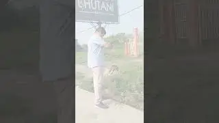 #shorts #viralvideos #animals #food #status #animallover