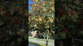 #кольцово #наукоград #россия #shortsvideo #новосибирск