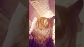 Кошка - наркоман