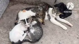 Lovely Four Kitten feeding