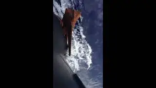 Дельфины в Тихом океане .