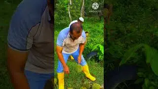 MUSANG KING PADU