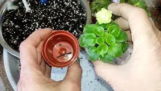 Пересадка фиалок . Горшки для фиалок ( где взять -  подскажу 😉) .